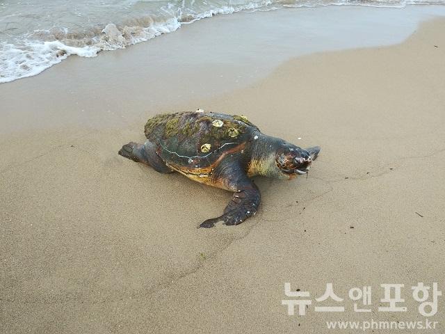 포항해경, 영일만 인근 해변 붉은바다거북 사체 발견 사진1.jpg