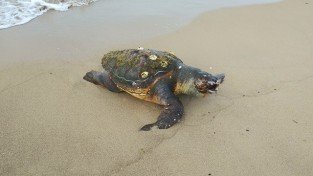 포항해경, 영일만 인근 해변, 붉은바다거북 사체 발견