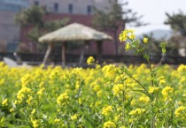봄소식 전하는 노란 물결, 포항 호미곶에 유채꽃 ‘활짝’