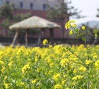 봄소식 전하는 노란 물결, 포항 호미곶에 유채꽃 ‘활짝’