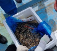 포항시, 지속 가능한 어촌 실현을 위한 어린해삼 41만마리 방류